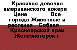 Красивая девочка американского кокера › Цена ­ 35 000 - Все города Животные и растения » Собаки   . Красноярский край,Железногорск г.